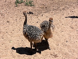 鴕鳥,小雞,頸部