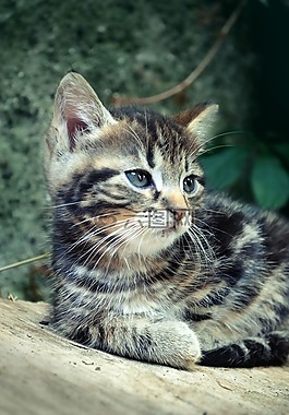 猫,宠物,爪