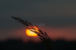 上午,夏天,自然