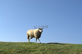 deichschaf,羊,動物