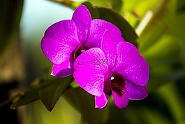 蘭花,紫色的花,觀賞花卉