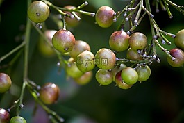 水果,熱帶水果,性質(zhì)