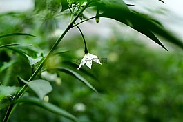 紅辣椒,綠色,蔬菜