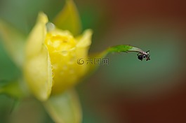 矮脚树冠蜘蛛,蜘蛛,erigoninae