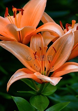 花,百合,植物