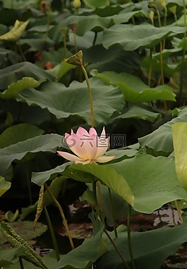 荷花,綠葉,荷塘