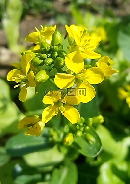 鮮花,新鮮,自然