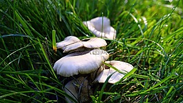 蘑菇,真菌,秋