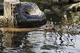獺,游泳,野生動物