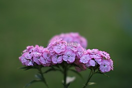 花,植物區(qū)系,自然