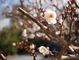 春天,samusakura,發芽