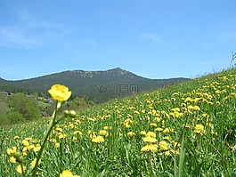 花多,夏季,草