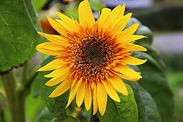 太陽花,花,開花