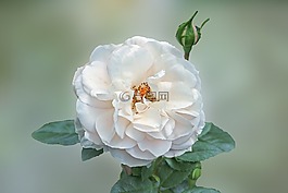 玫瑰,白,開花