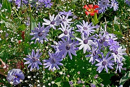 春天的花朵,花槽,鮮花