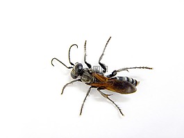黃蜂,昆蟲(chóng),黑色