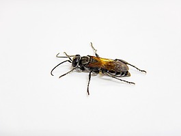 黃蜂,昆蟲(chóng),黑色