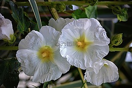 鮮花,hollyhocks,植物區(qū)系