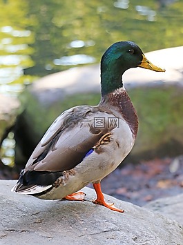 鴨,動物,水