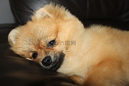 點(diǎn),寵物,休息