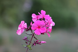花,自然,植物區(qū)系