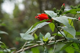 花,植物,小清新