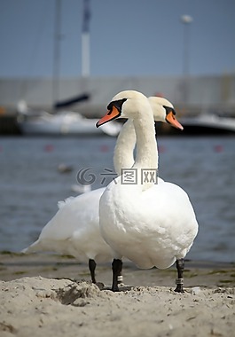 天鵝,鳥,野生鳥類