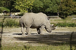 犀牛,動物園,存儲模塊