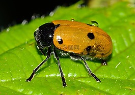 昆虫,甲虫,lachnaia
