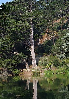 樹,公園,鏡像