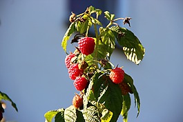 山莓,漿果,秋季