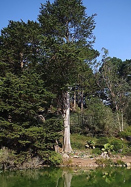 樹,鏡像,水