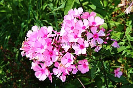 鲜花,秋季,花园
