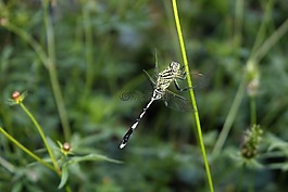 蜻蜓,昆蟲,動物