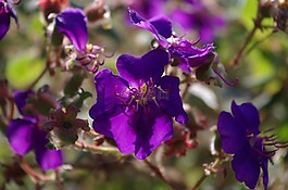 花,開花,紫