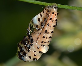 昆蟲,甲蟲,幼蟲