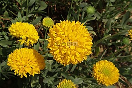 菊花,黄色,sevanthi