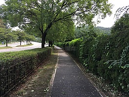 吉,木材,徑