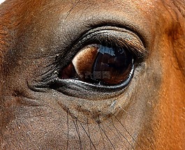 眼,馬,特寫