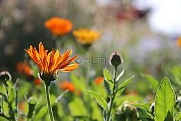 鲜花,秋季,开花