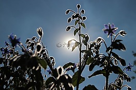 背光,太陽(yáng),性質(zhì)