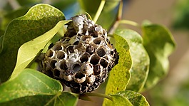 蜂巢,干屁股,昆蟲