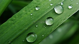 下降,草,雨滴