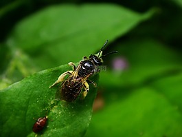 蜜蜂,甲蟲，昆蟲,昆蟲