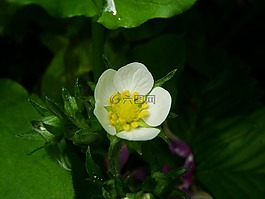 下降,花,草莓