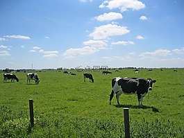 奶牛,東弗里斯,牧場