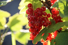 葡萄干,漿果,紅色