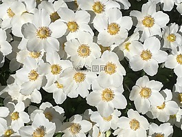 白色的花,花園,盛開