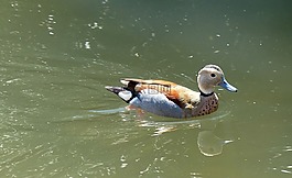 鴨,水禽,鴨鳥