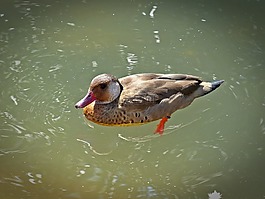 鴨,水禽,鴨鳥